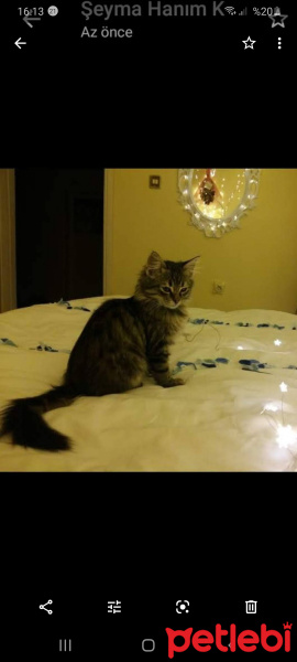 Norwegian Forest, Kedi  Haydar fotoğrafı