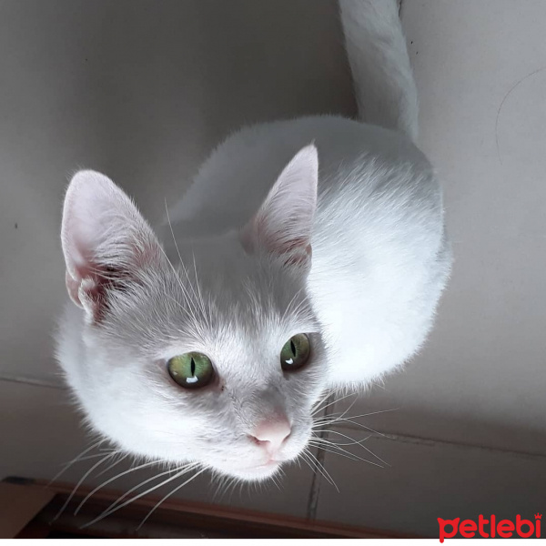Ankara Kedisi, Kedi  Lili fotoğrafı