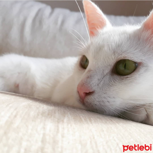 Ankara Kedisi, Kedi  Lili fotoğrafı