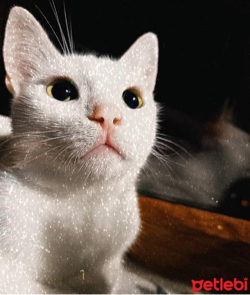 Ankara Kedisi, Kedi  Lili fotoğrafı