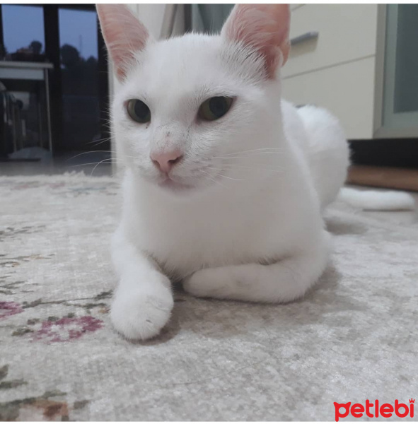 Ankara Kedisi, Kedi  Lili fotoğrafı