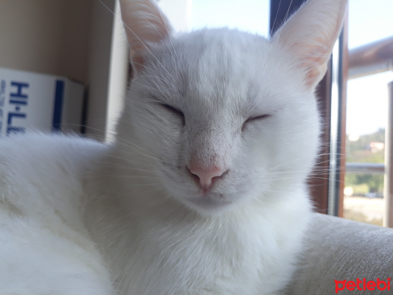 Ankara Kedisi, Kedi  Lili fotoğrafı