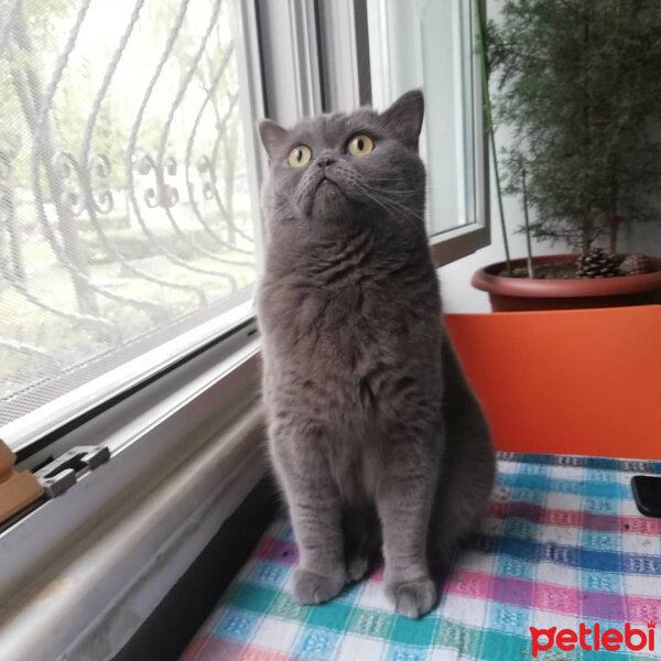 British Shorthair, Kedi  Casper fotoğrafı