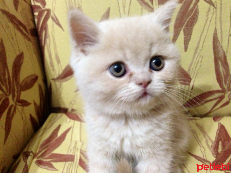 British Shorthair, Kedi  Paşa fotoğrafı