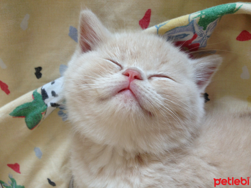British Shorthair, Kedi  Paşa fotoğrafı