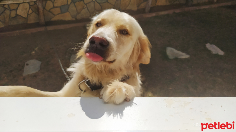 Golden Retriever, Köpek  Şans fotoğrafı
