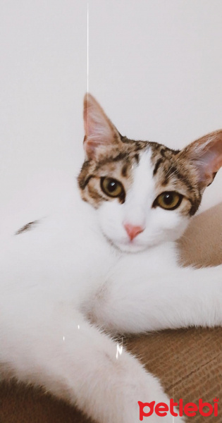 Tekir Kedi, Kedi  Şaşo fotoğrafı