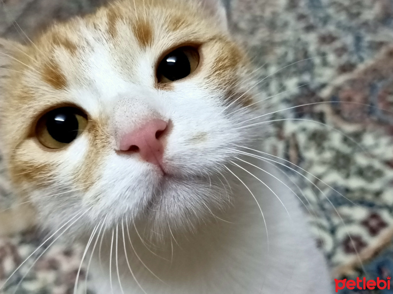 Tekir Kedi, Kedi  Puffy fotoğrafı