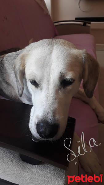 Labrador Retriever, Köpek  Şila fotoğrafı