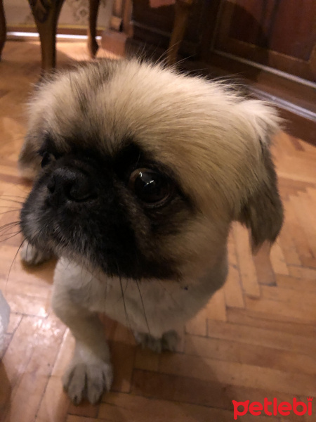Pekingese, Köpek  Pascal fotoğrafı