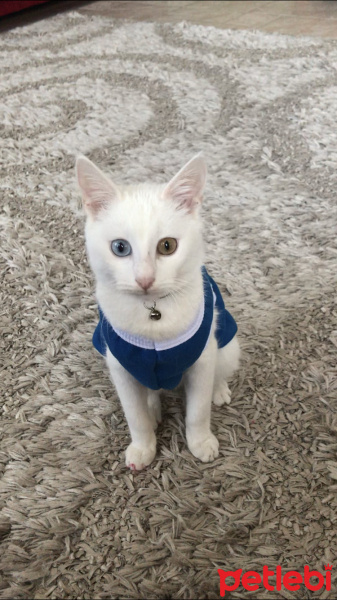 Van Kedisi, Kedi  Minnoş fotoğrafı