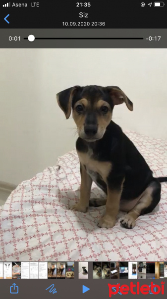 Minyatür Pinscher, Köpek  Maya fotoğrafı