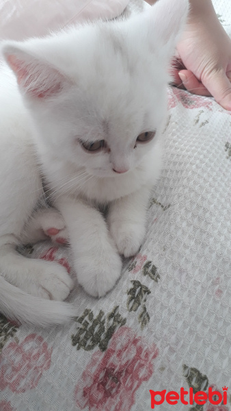 British Shorthair, Kedi  Sütlaç fotoğrafı