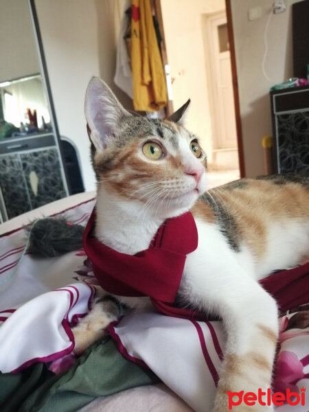 Tekir Kedi, Kedi  Mila fotoğrafı