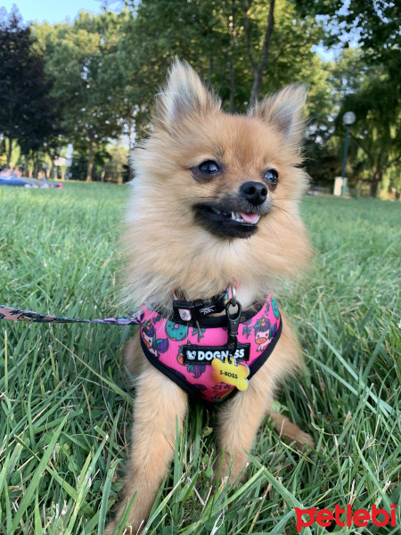 Pomeranyalı, Köpek  S-Boss fotoğrafı