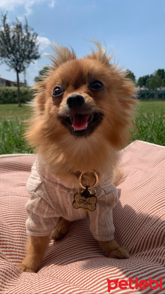 Pomeranyalı, Köpek  S-Boss fotoğrafı