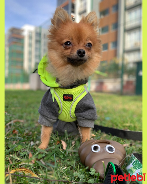 Pomeranyalı, Köpek  S-Boss fotoğrafı