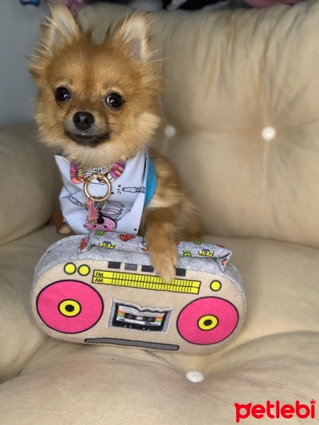 Pomeranyalı, Köpek  S-Boss fotoğrafı