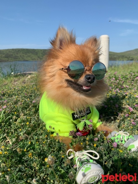 Pomeranyalı, Köpek  S-Boss fotoğrafı