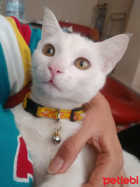 Ankara Kedisi, Kedi  Baby fotoğrafı
