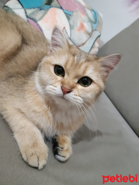 British Shorthair, Kedi  Maya fotoğrafı