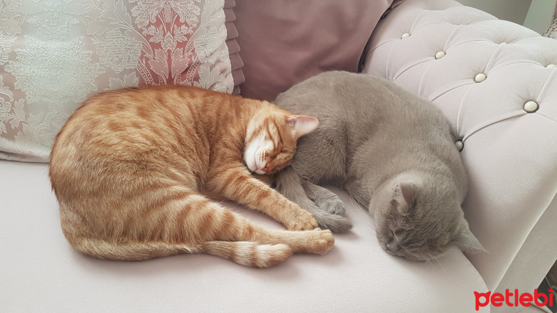 British Shorthair, Kedi  Müezza fotoğrafı