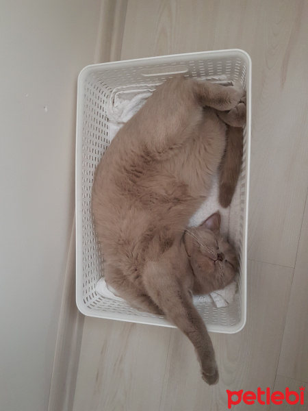 British Shorthair, Kedi  Müezza fotoğrafı