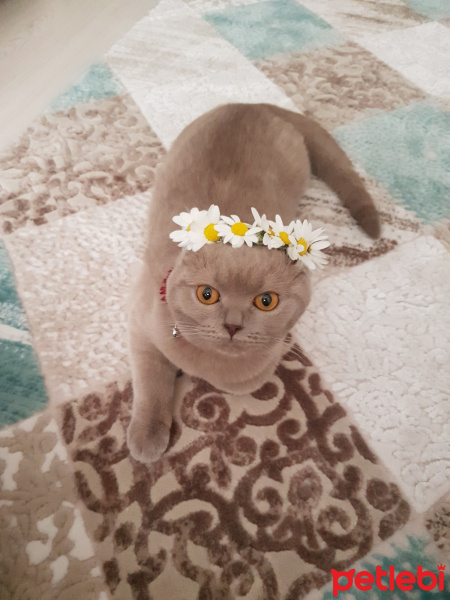 British Shorthair, Kedi  Müezza fotoğrafı