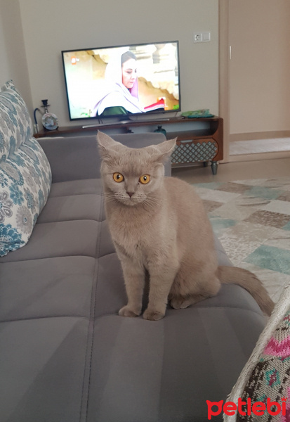 British Shorthair, Kedi  Müezza fotoğrafı