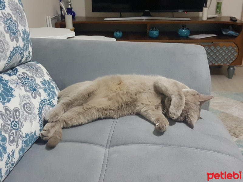British Shorthair, Kedi  Müezza fotoğrafı