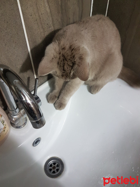 British Shorthair, Kedi  Müezza fotoğrafı