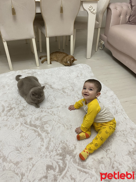 British Shorthair, Kedi  Müezza fotoğrafı