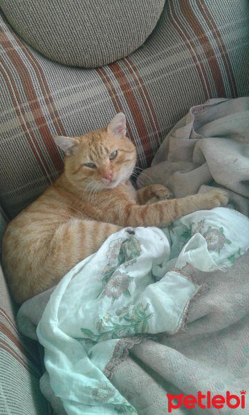 Tekir Kedi, Kedi  Tonton fotoğrafı