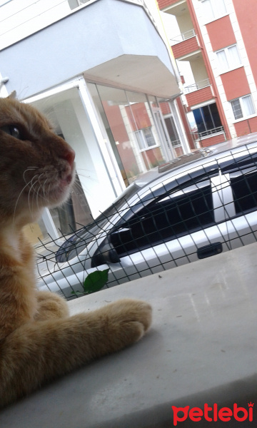 Tekir Kedi, Kedi  Tonton fotoğrafı