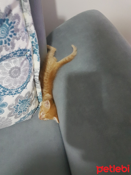 Sarman, Kedi  Güneş fotoğrafı