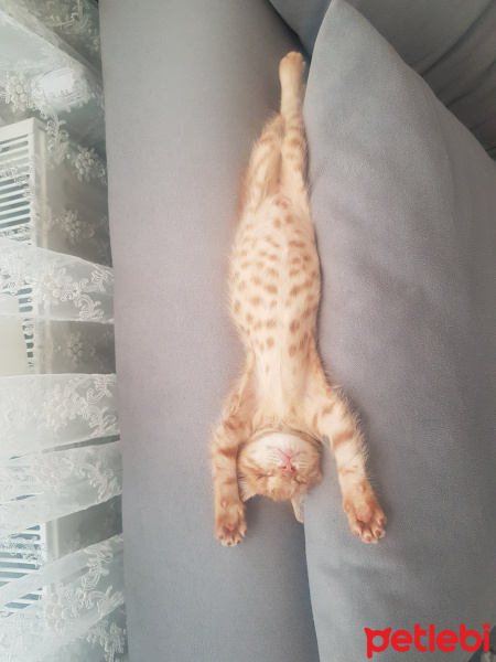 Sarman, Kedi  Güneş fotoğrafı
