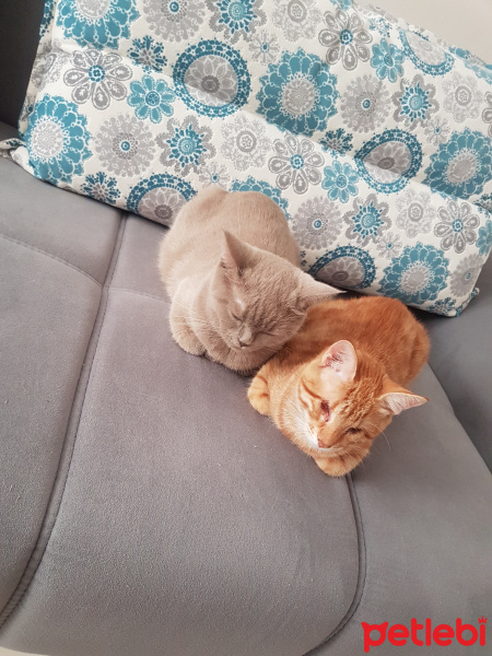 Sarman, Kedi  Güneş fotoğrafı