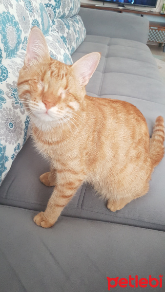 Sarman, Kedi  Güneş fotoğrafı