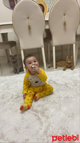 Sarman, Kedi  Güneş fotoğrafı