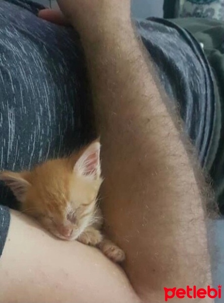 Sarman, Kedi  Güneş fotoğrafı