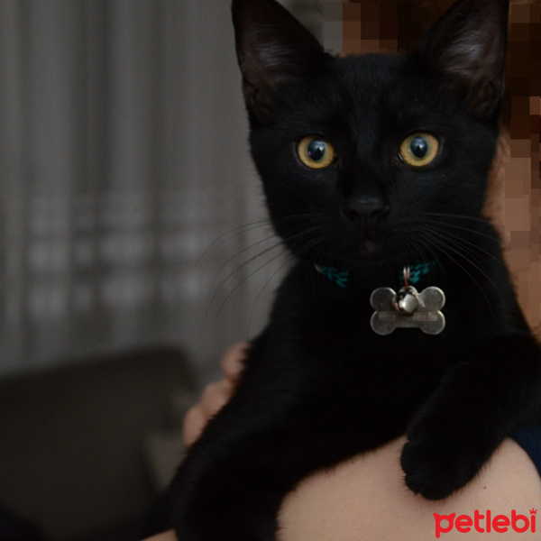 Bombay, Kedi  Ninja fotoğrafı