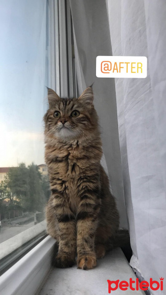 Norwegian Forest, Kedi  Chivas fotoğrafı