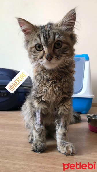 Norwegian Forest, Kedi  Chivas fotoğrafı