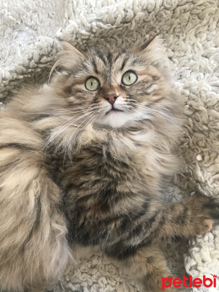 Norwegian Forest, Kedi  Chivas fotoğrafı