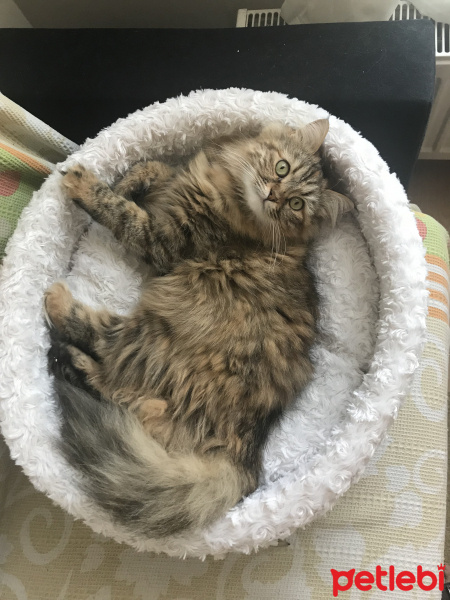 Norwegian Forest, Kedi  Chivas fotoğrafı