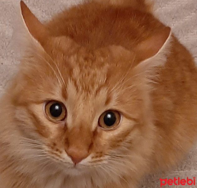 Sarman, Kedi  RIFKI fotoğrafı