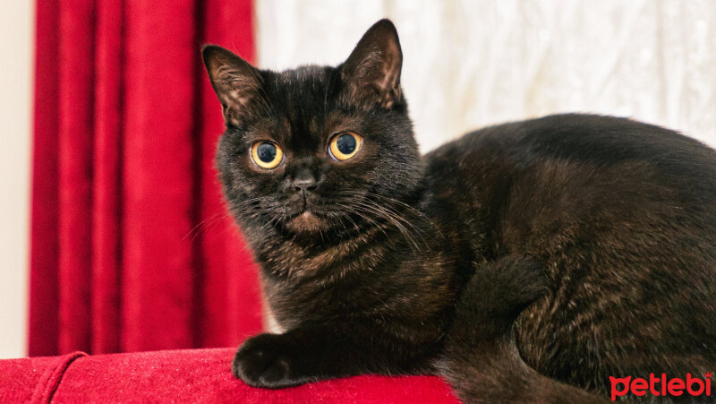 British Shorthair, Kedi  Aykız fotoğrafı