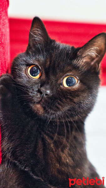 British Shorthair, Kedi  Aykız fotoğrafı