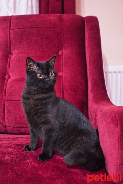 British Shorthair, Kedi  Aykız fotoğrafı