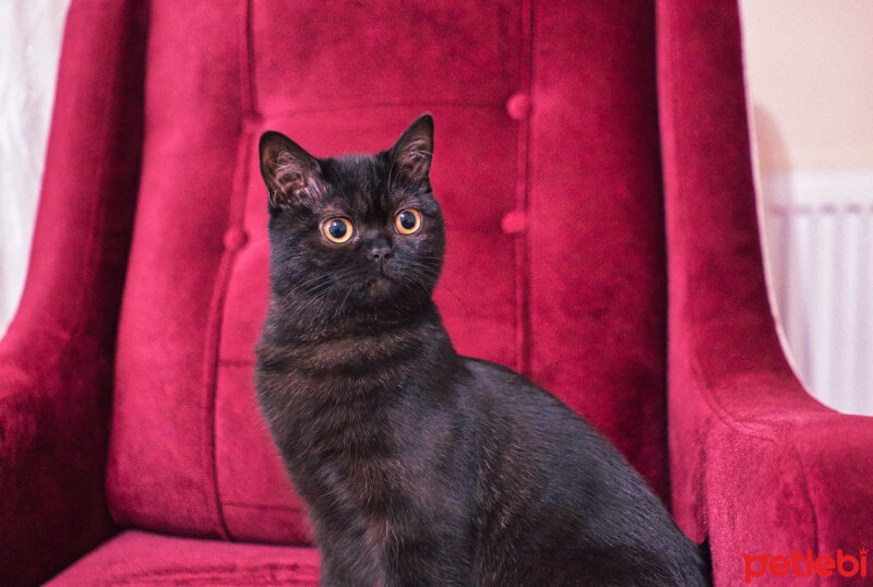 British Shorthair, Kedi  Aykız fotoğrafı